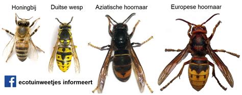 verschil hoornaar en aziatische hoornaar